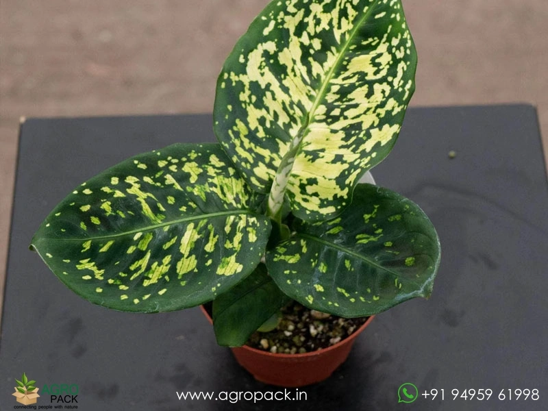 Dieffenbachia-Reflector4