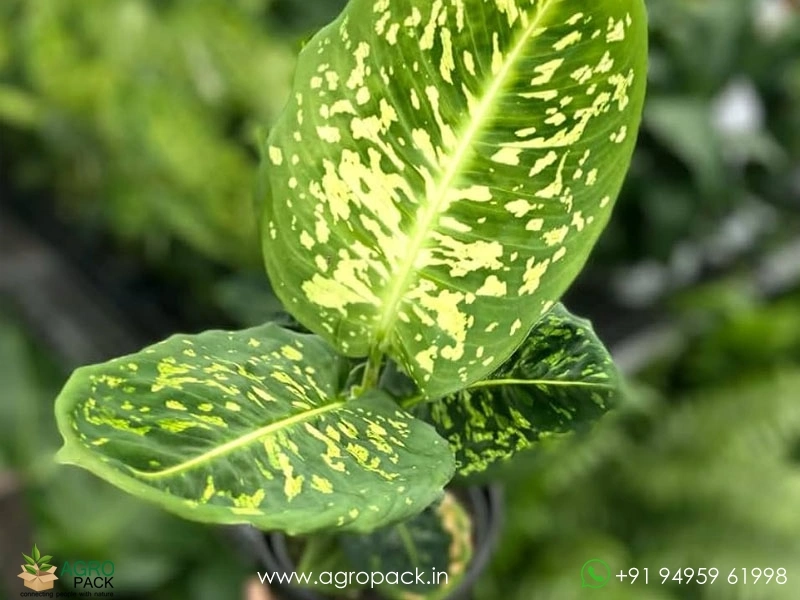 Dieffenbachia-Reflector5