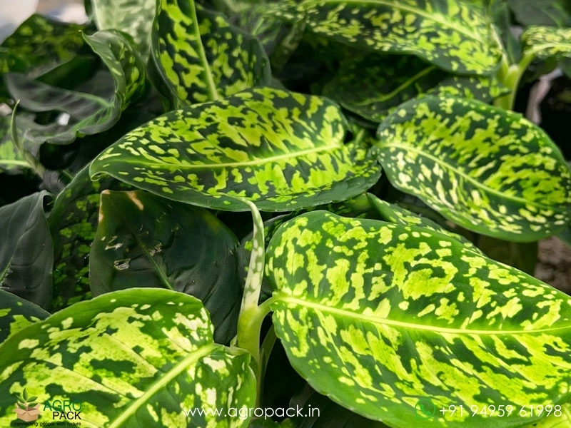Dieffenbachia-Reflector6