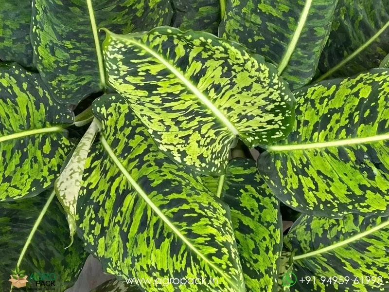 Dieffenbachia-Reflector7