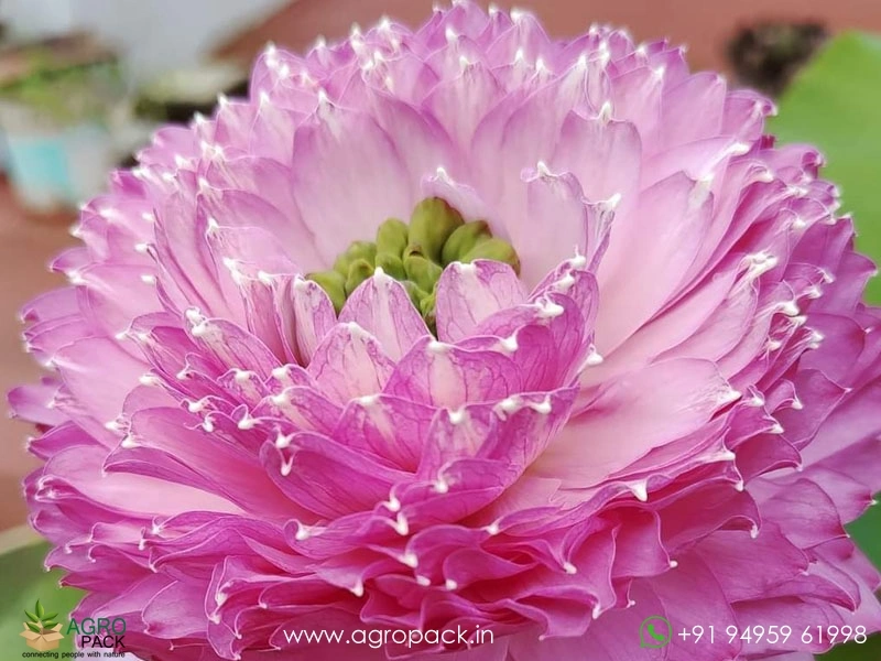 Different-Varieties-of-Lotus1