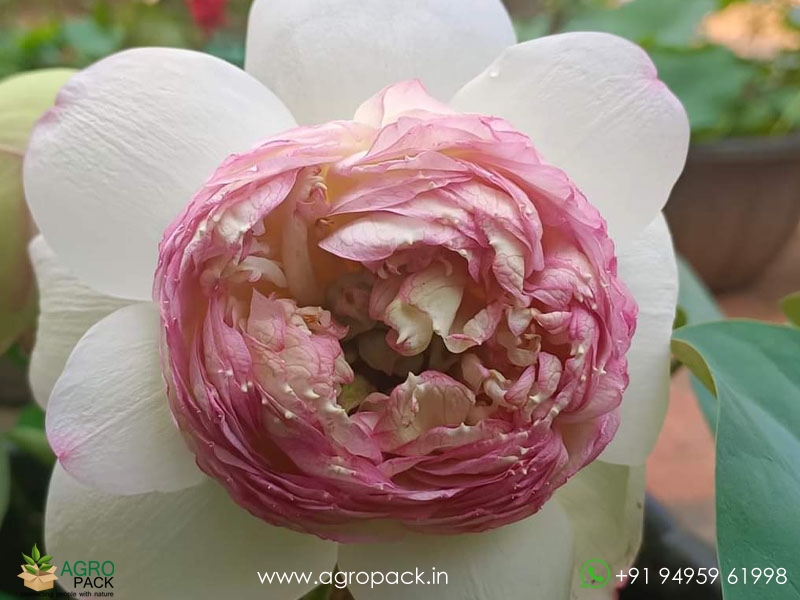 Different-Varieties-of-Lotus2