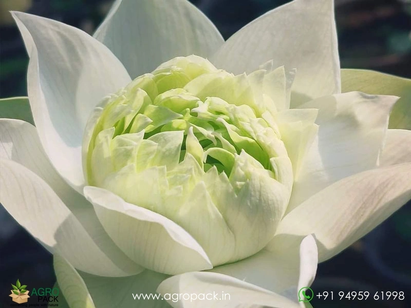 Different-Varieties-of-Lotus3