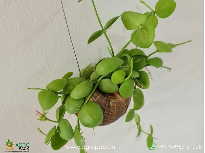 Dischidia-platyphylla3