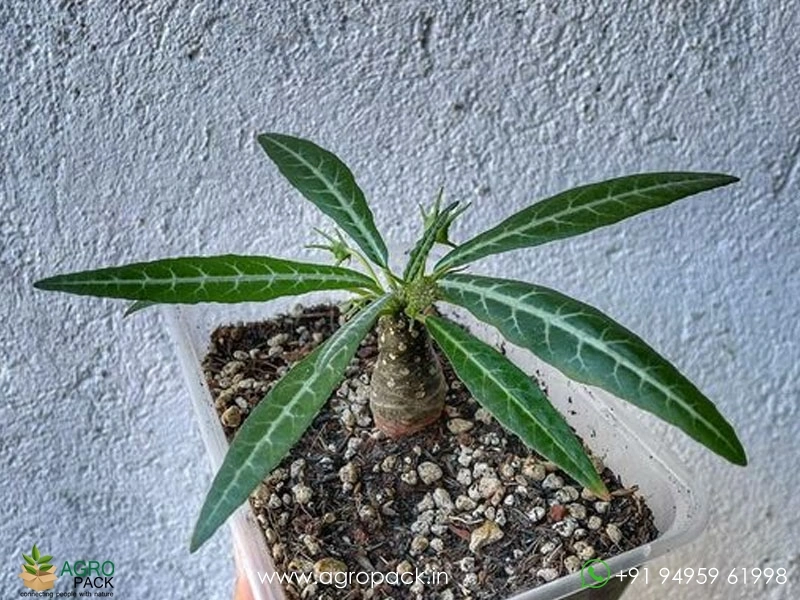 Dorstenia-Lancifolia1