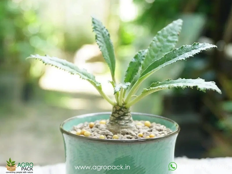 Dorstenia-Lancifolia2