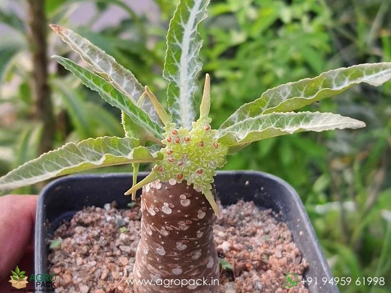 Dorstenia-Lancifolia3