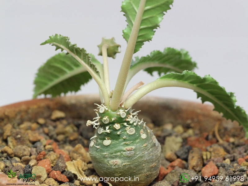 Dorstenia-crispa3