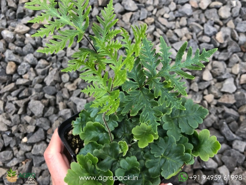 Doryopteris-Cordata-fern2