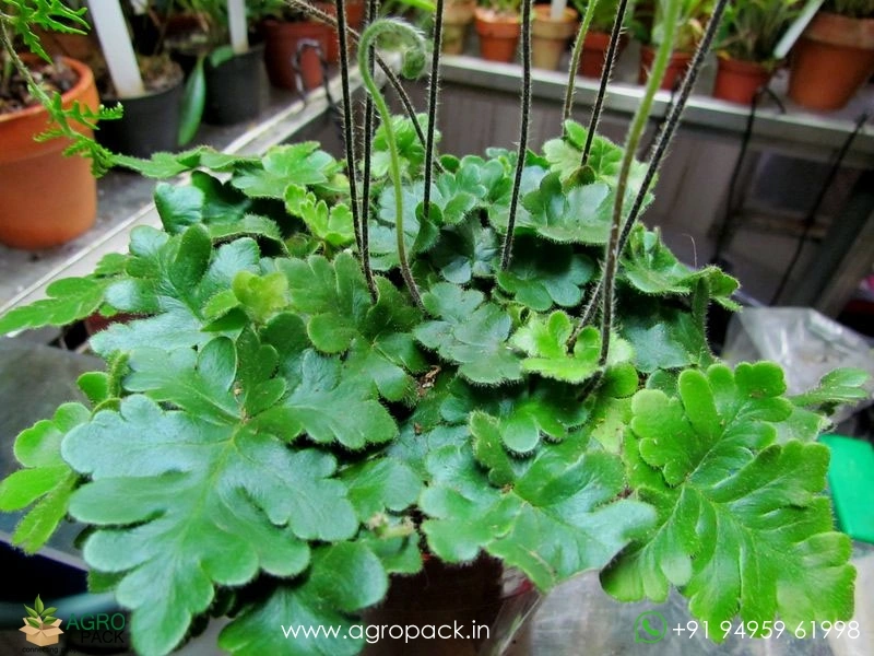 Doryopteris-Cordata-fern3