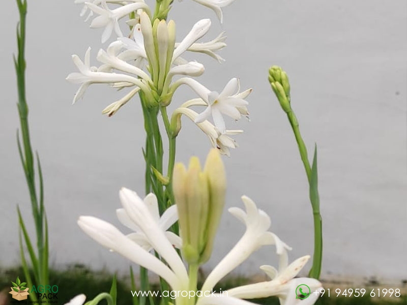 Double-Pettle-Tuberose1