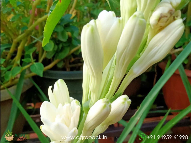 Double-Pettle-Tuberose3