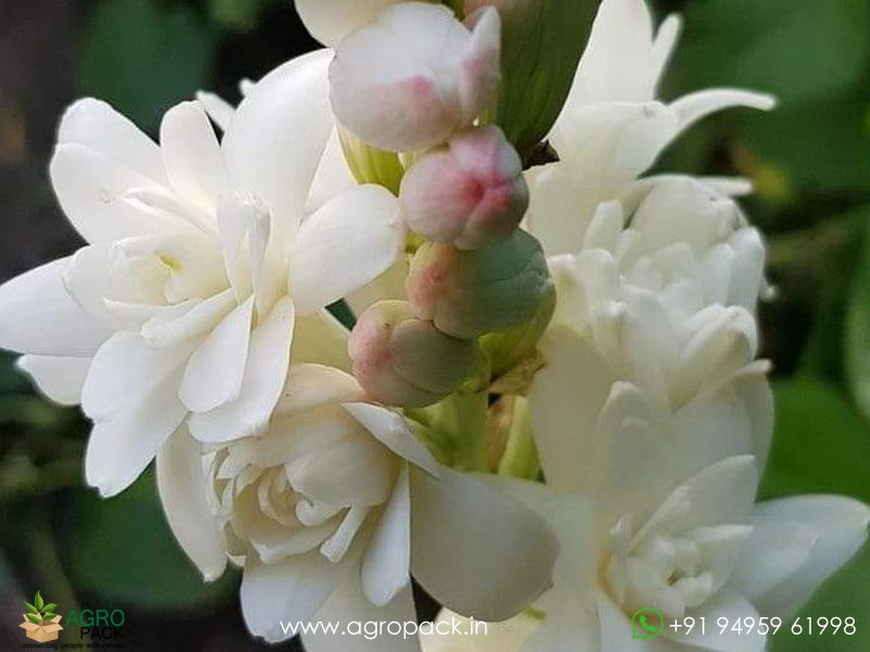 Double-Pettle-Tuberose5