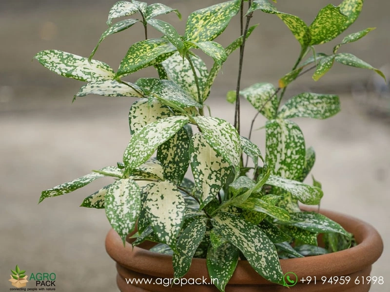 Dracaena-Gold-Dust1
