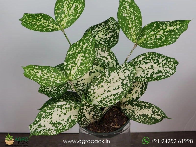 Dracaena-Gold-Dust2