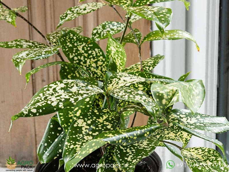 Dracaena-Gold-Dust3
