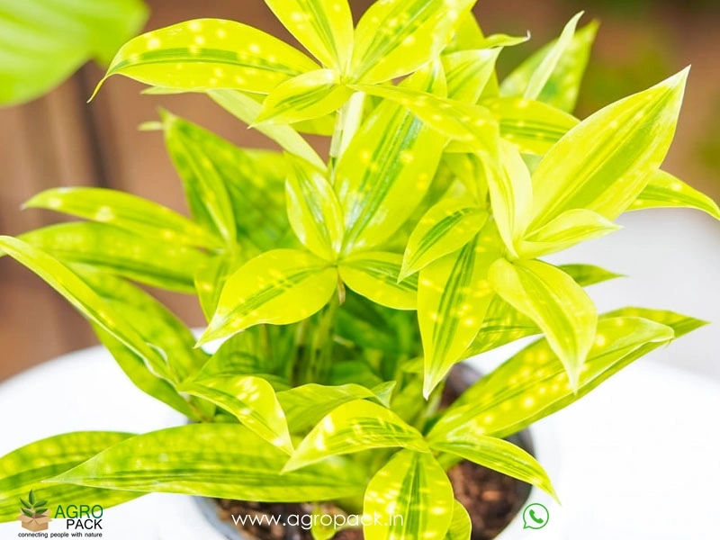 Dracaena-Golden-Milky-Plant3