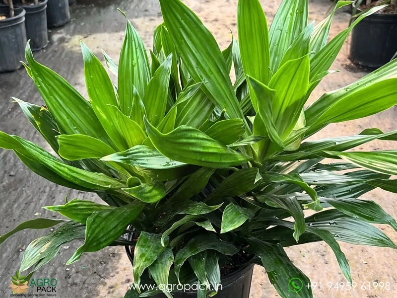 Dracaena-Green-Jewel1