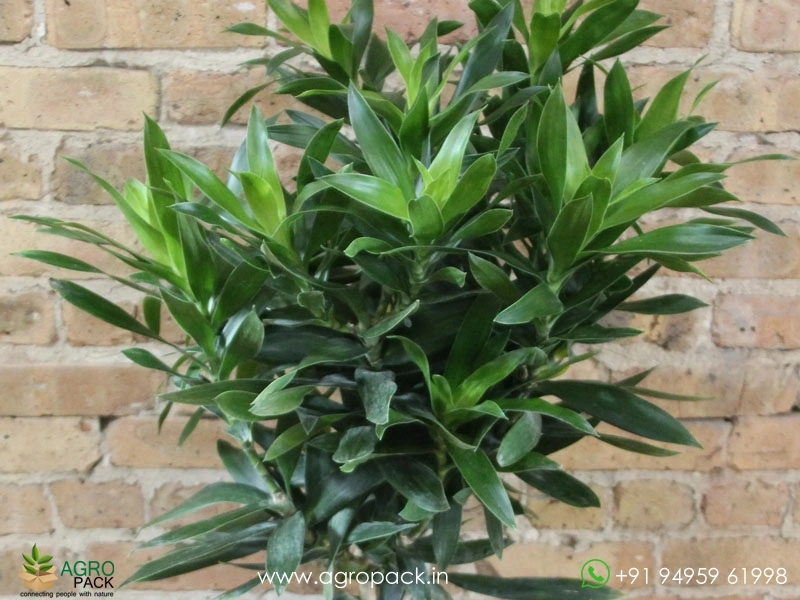 Dracaena-Green-Jewel3
