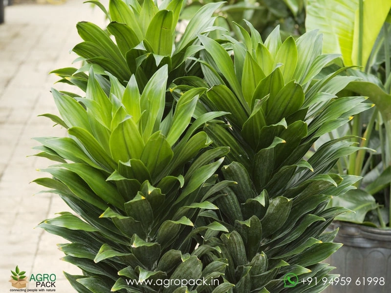 Dracaena-Janet-Craig-Compacta1