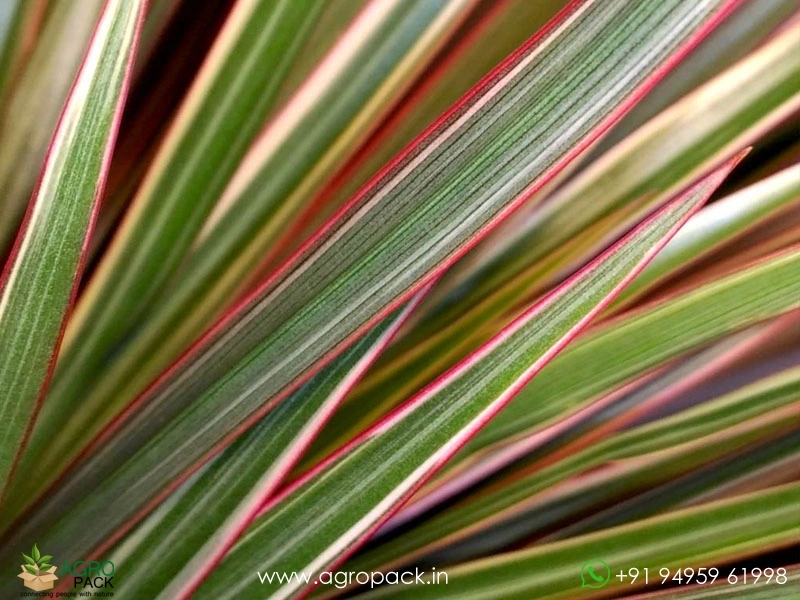 Dracaena-Marginata-Tricolor2