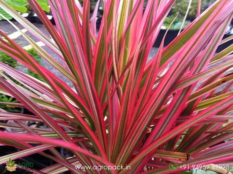 Dracaena-Marginata-Tricolor5