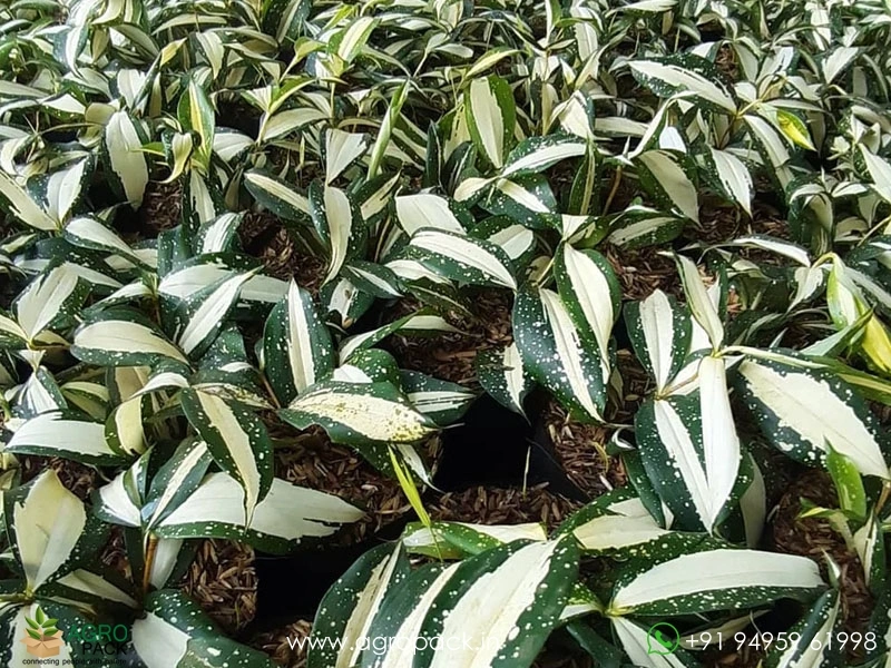 Dracaena Milky Way Variegated Plant For Sale In India | Online plant nursery