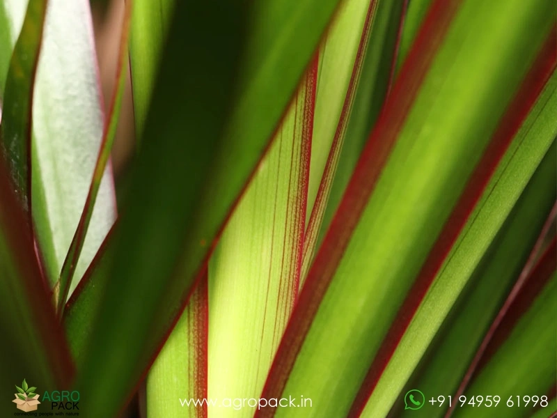 Dracaena-Red-Edged2