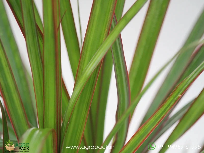Dracaena-Red-Edged3