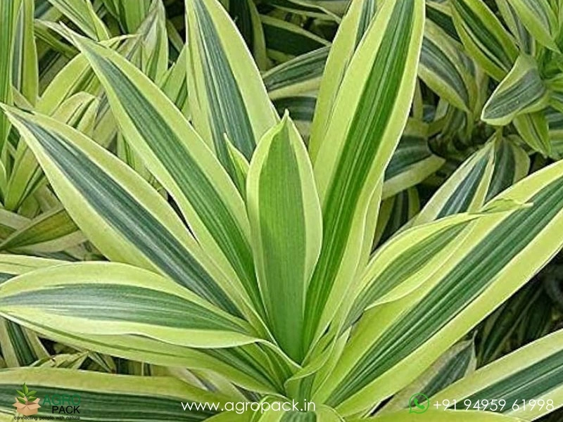 Dracaena-Reflexa-Variegata1