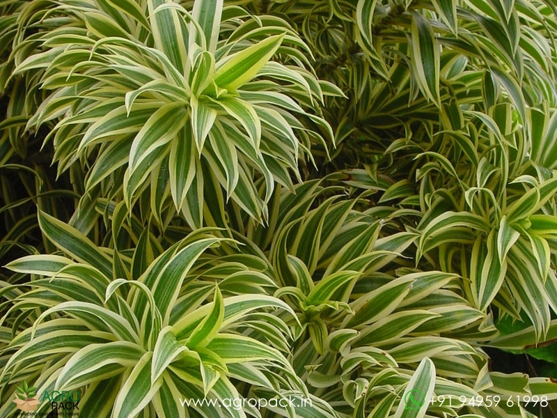 Dracaena-Reflexa-Variegata2