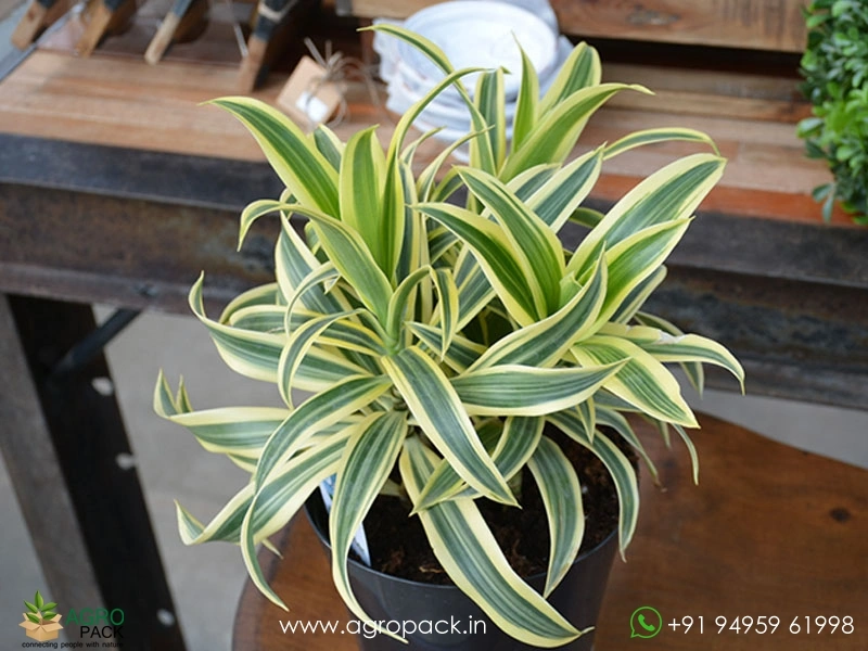 Dracaena-Reflexa-Variegata4