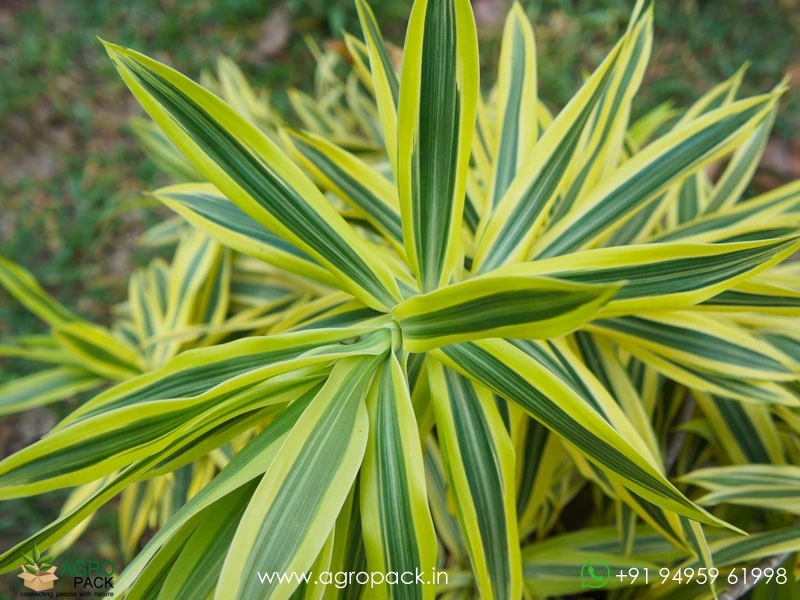 Dracaena-Reflexa-Variegata6