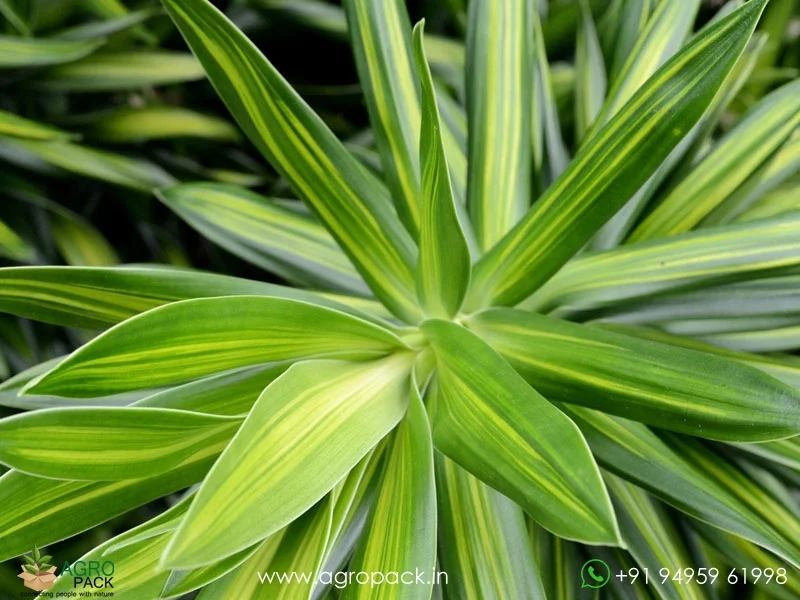 Dracaena-Reflexa2