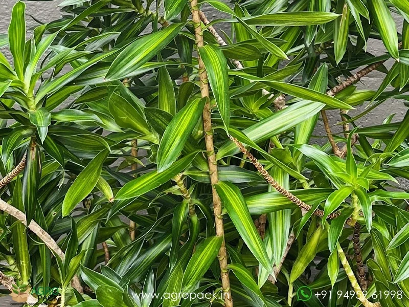 Dracaena-Reflexa6