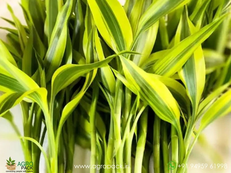 Dracaena-Sanderiana4