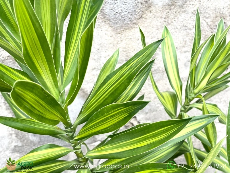 Dracaena-Song-of-Jamaica1