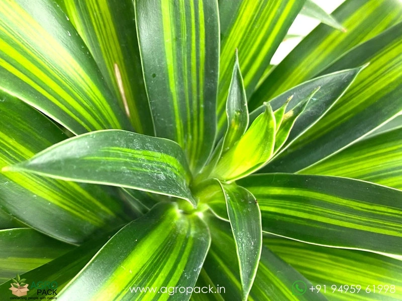 Dracaena-Song-of-Jamaica5