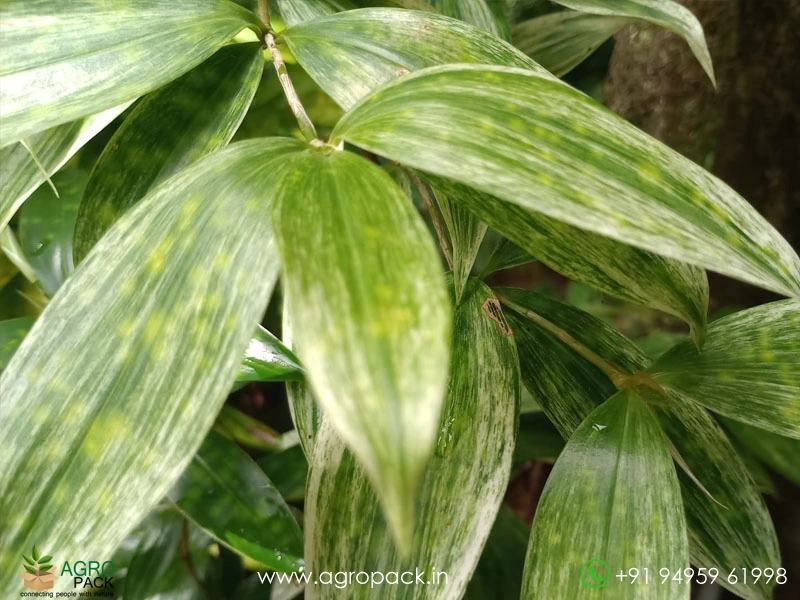 Dracaena-Surculosa-Variegated1