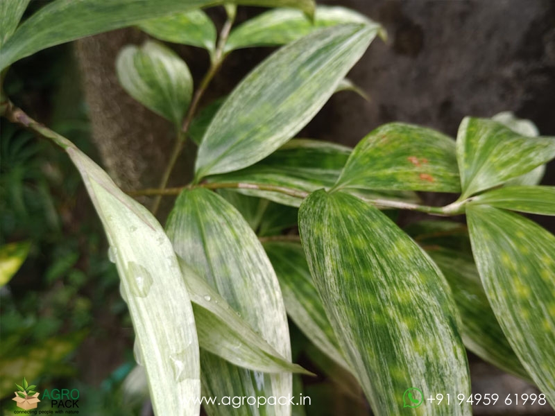 Dracaena-Surculosa-Variegated2