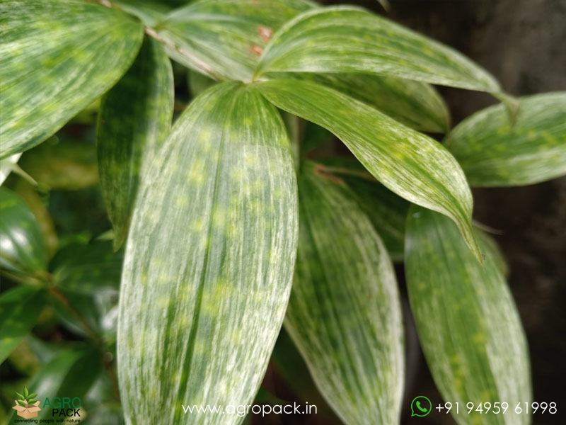 Dracaena-Surculosa-Variegated3