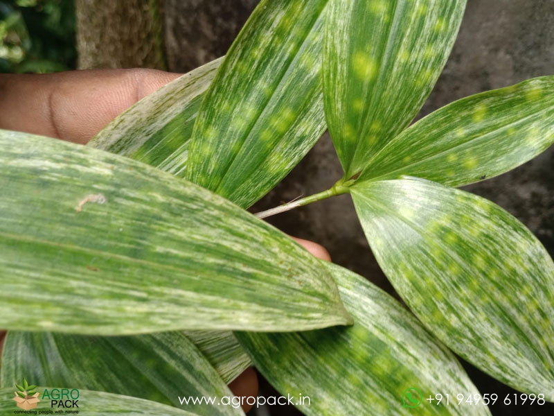 Dracaena-Surculosa-Variegated4