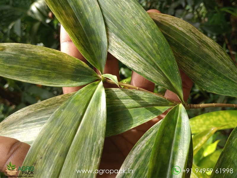 Dracaena-Surculosa-Variegated5