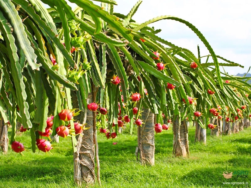 Dragon-Fruit5