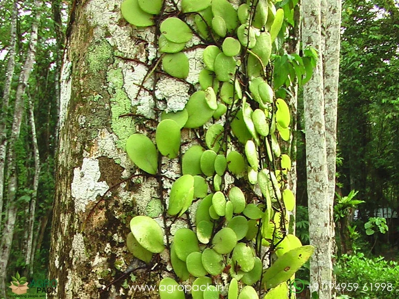 Dragon-Scale-Pyrrosia-piloselloides-Fern2