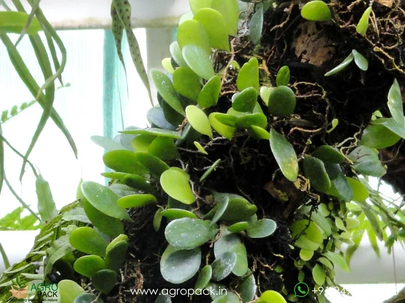 Dragon-Scale-Pyrrosia-piloselloides-Fern3