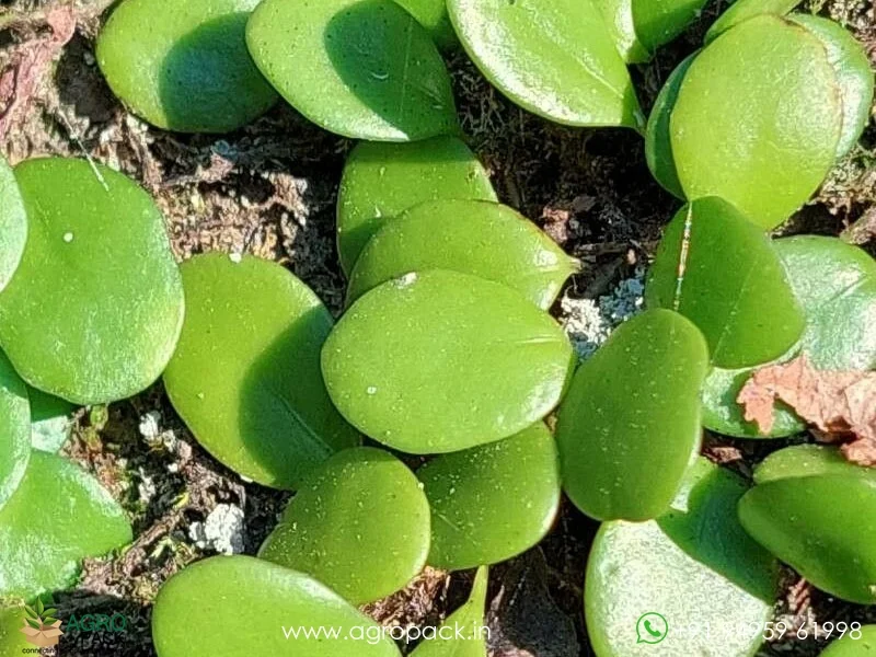 Dragon-Scale-Pyrrosia-piloselloides-Fern4