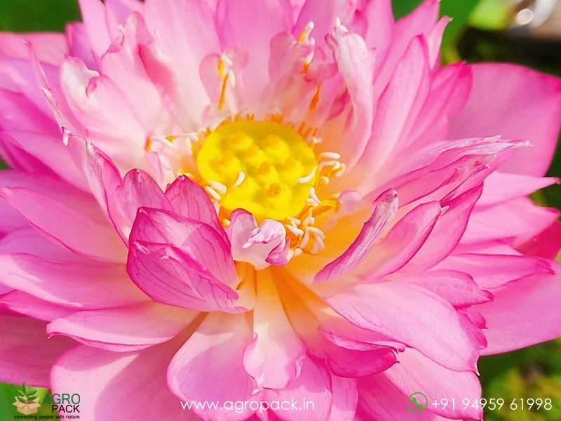 Dripping-Dew-Lotus-Tuber2