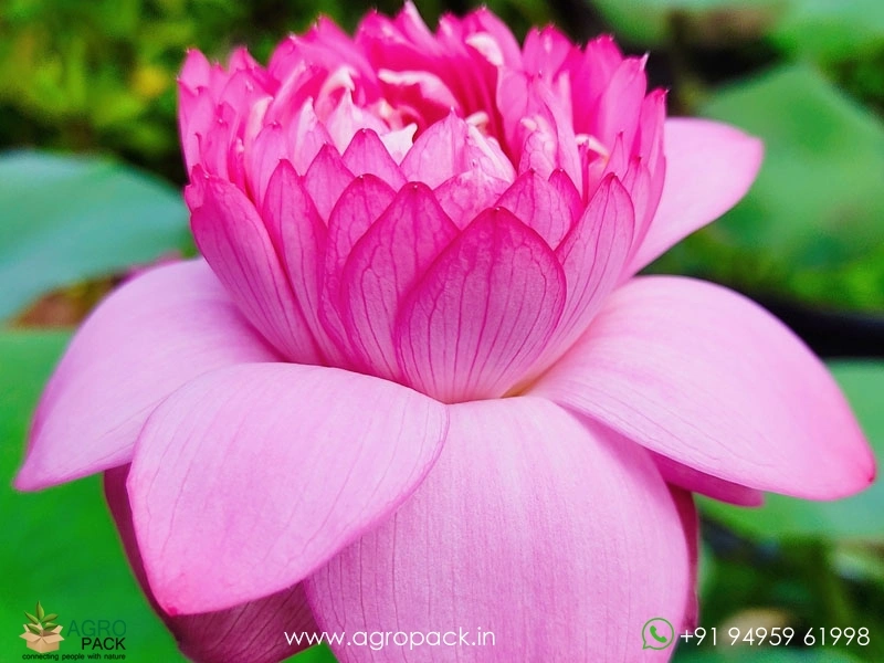 Dripping-Dew-Lotus-Tuber3