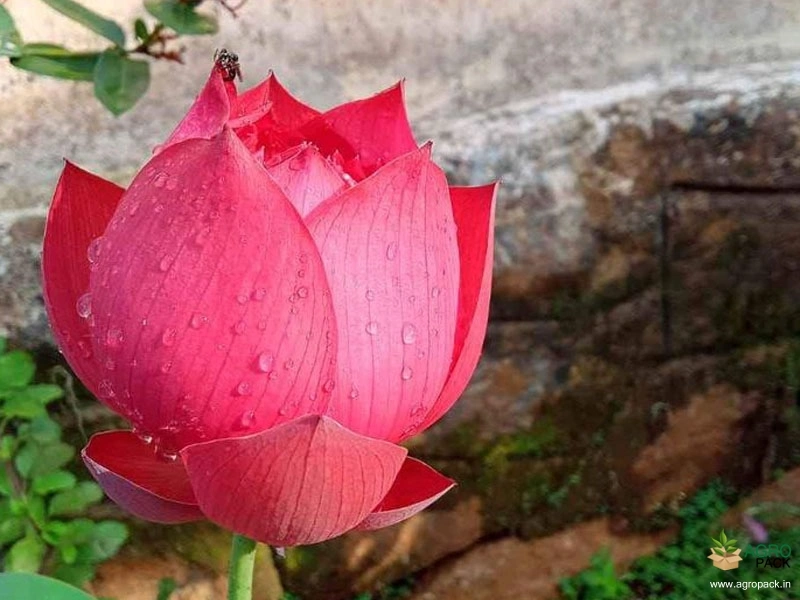 Drop-Blood-Lotus2